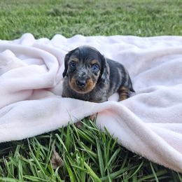 Titan - Black and tan male Dachshund puppy in Ocala, Florida from Airam's Dachshunds