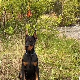 Doberman Pinscher Puppies from Eminent Dobermans