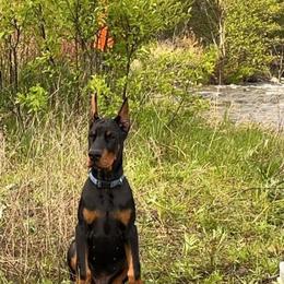 Doberman Pinscher Puppies from Eminent Dobermans
