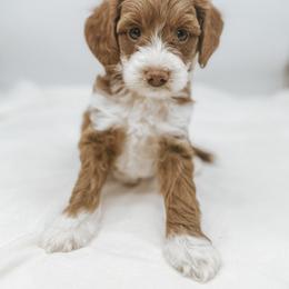 Goldendoodle Puppies from Oh My Mini Doodle