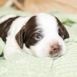 Cockapoo puppies from Double M Cocker Spaniels
