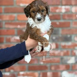 Toffee - Sable male Bernedoodle puppy in Tulsa, Oklahoma from The Poodle Co. Raising Doodles & Poodles