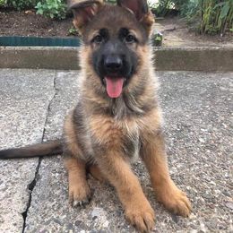German Shepherd Puppies from vom Haus am Lerchenweg