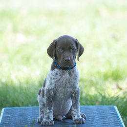 German Shorthaired Pointer and Vizsla Puppies from Nosam Kennels