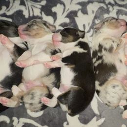 Miniature American Shepherd puppies from Willow Ranch Minis