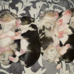 Miniature American Shepherd puppies from Willow Ranch Minis