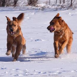 Golden Retrievers from Tammy P. Roth's Golden Retrievers