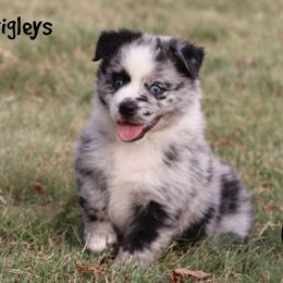 Wrigleys - Blue merle male Miniature Australian Shepherd puppy in Garden Plain, Kansas from Krazy K Aussies