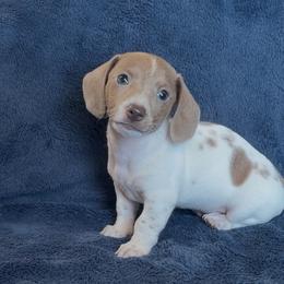 Thunder - Piebald male Dachshund puppy in Escalon, California from Dashing Dachshunds RF
