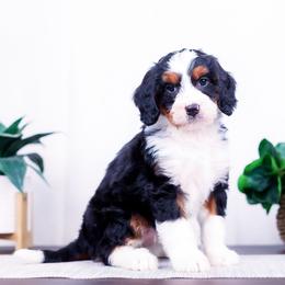 Olive - Tri-color female Bernedoodle puppy in Arthur, Illinois from Central Illinois Bernedoodles