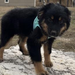 Ulla - Black tri female Miniature Australian Shepherd puppy in Godley, Texas from Nana and Paws Aussies