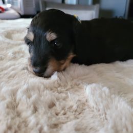 Girl 2 - Dachshund puppy in Homosassa, Florida from Foxies Doxies