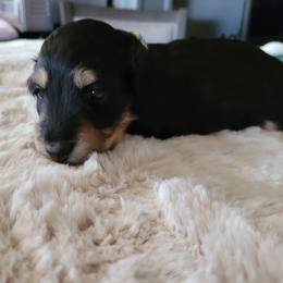 Girl 2 - Dachshund puppy in Homosassa, Florida from Foxies Doxies