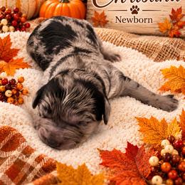 Christina - Merle female Goldendoodle puppy in North Branch, Michigan from Graceful Miniature Goldendoodles