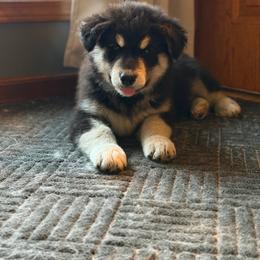 Girl 4 - Black and white female Alaskan Malamute puppy in Rensselaer, Indiana from Moot Manor Malamutes