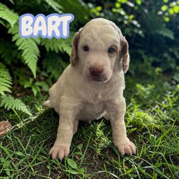 BART - Parti male Poodle puppy in Port Orange, Florida from Daytona’s Standard Poodles
