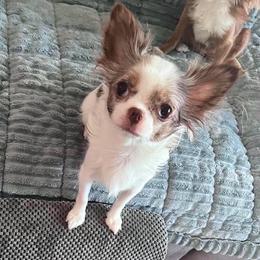 Pumpkin - Chihuahua
