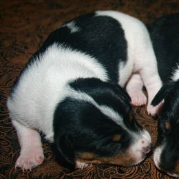 Rat Terrier Puppies from Skippin CJ Standard Rat Terriers