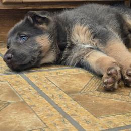 Tessa - Blue female German Shepherd puppy in Buckfield, Maine from Levesques German Shepherds