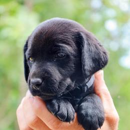 Black Boy - Black male Labrador Retriever puppy in Linville, Virginia from Virginia Labradors