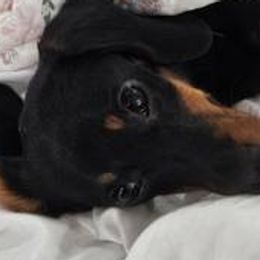 Dachshunds from NOLA Dachshunds