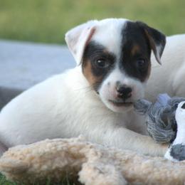 Griffin - Tri-colored male Parson Russell Terrier puppy in Menifee, California from Wendover Terriers