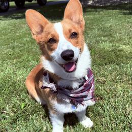 Frodo - Pembroke Welsh Corgi