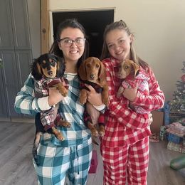 Dachshund Puppies from M & M Breeding