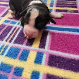 Girl 1 - White and black female Bordoodle puppy in New Oxford, Pennsylvania from The Weekend Farm