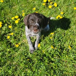 Wirehaired Pointing Griffon Puppies from De jac pine kennel