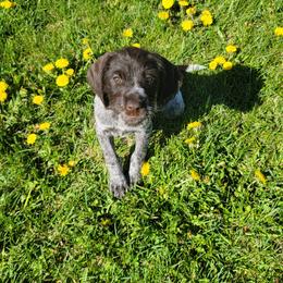 Wirehaired Pointing Griffon Puppies from De jac pine kennel