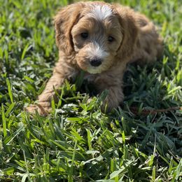 Goldendoodle Puppies from Salty River Doodles