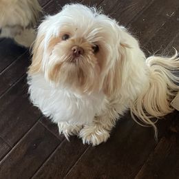 Shih Tzu Puppies from GiGi’s Little Tzu