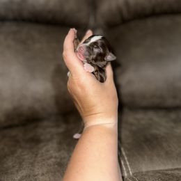 Toy Australian Shepherd Puppies from Rafter 7E Aussies