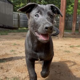 Rosie - Silver brindle female Dutch Shepherd puppy in Atlanta, Georgia from Elyon Kennels