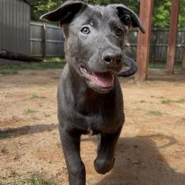 Rosie - Silver brindle female Dutch Shepherd puppy in Atlanta, Georgia from Elyon Kennels