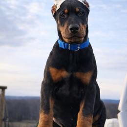 Girl-blue - Black and rust female Doberman Pinscher puppy in Columbia, Maryland from Storm Cloud Doberman