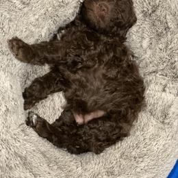 Lagotto Romagnolo Puppies from Fino Lagotto