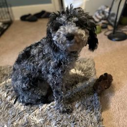 Shichon puppies from Great Lakes Teddy Bear Dogs