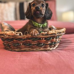 Dachshund Puppies from Itty Bitty Dachshunds