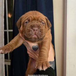 Black boy - Red male Dogue de Bordeaux puppy in Michigan from Boondocks Bordeaux