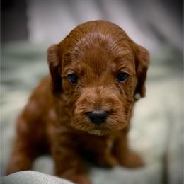Liam - Red male Cavapoo puppy in North Branch, Minnesota from Rosie’s Pups MN