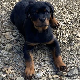 Rottweiler Puppies from Von Raven Haus Rottweilers