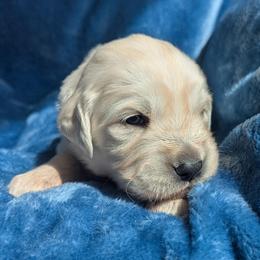 Blue - Light golden male Golden Retriever puppy in Roseburg, Oregon from Unbound Goldens
