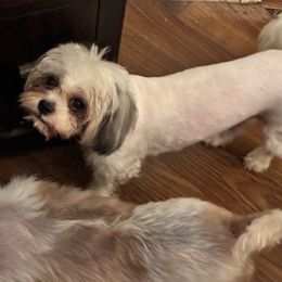 Lucy - Shih Tzu