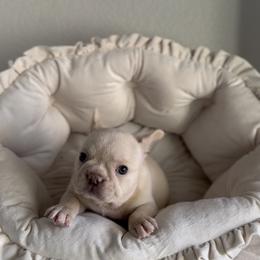 Ekholma Sofa - Cream female French Bulldog puppy in Cedar Hill, Texas from Puppy Paper House