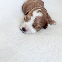 Goldendoodle and Maltipoo Puppies from Pnwfamilydoodles