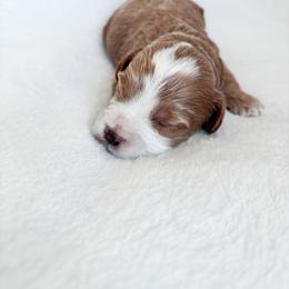 Goldendoodle and Maltipoo Puppies from Pnwfamilydoodles