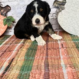 River - Tri-color male Bernedoodle puppy in Moulton, Iowa from Shondel Puppy Paws