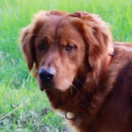 Astro - Golden Retriever